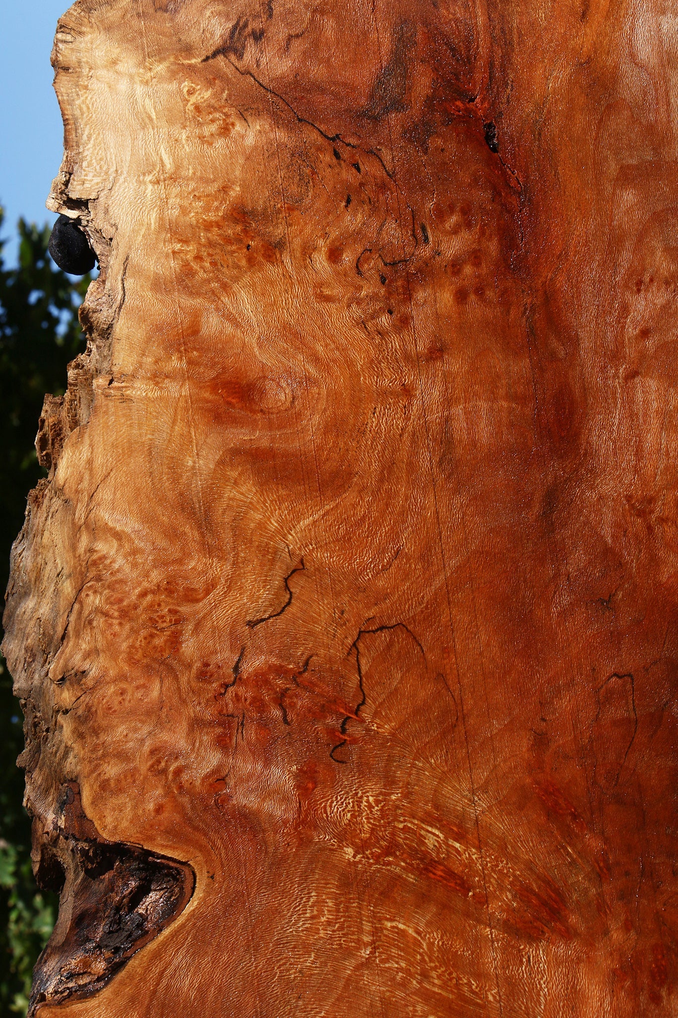 Rustic Sycamore Live Edge Slab