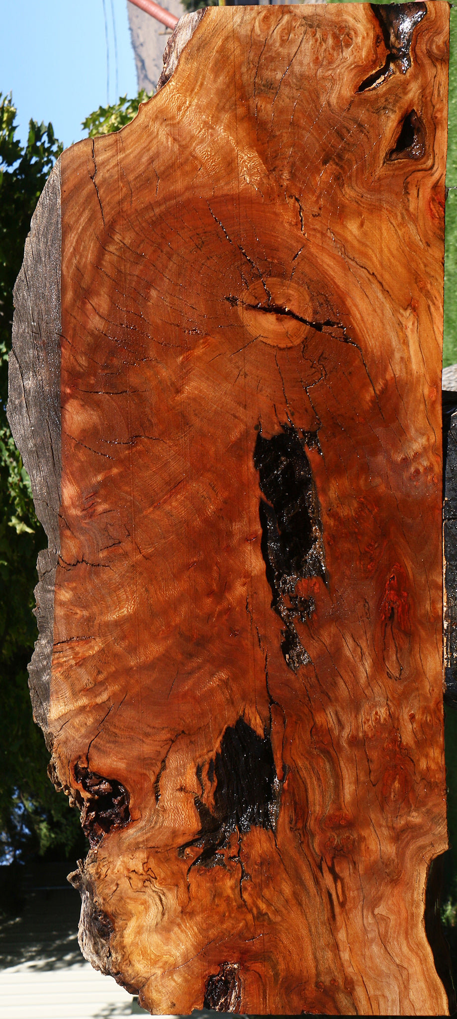 Rustic Sycamore Live Edge Slab