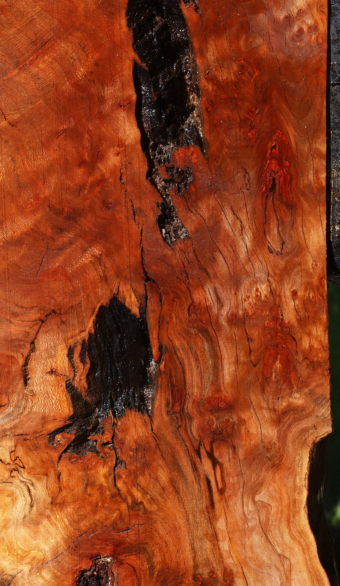 Rustic Sycamore Live Edge Slab