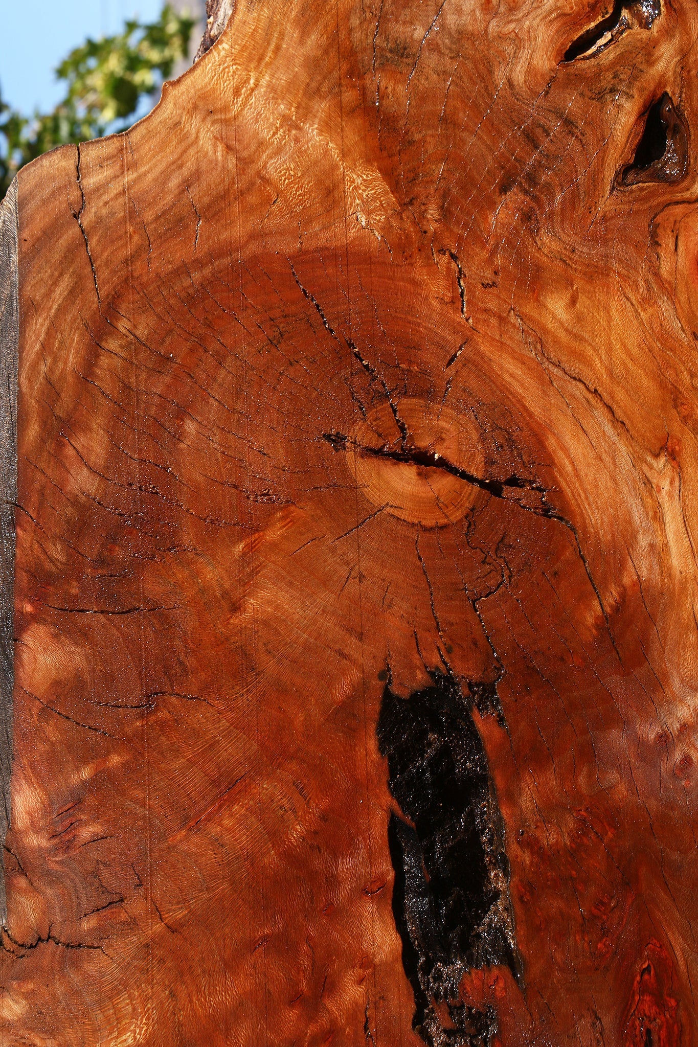 Rustic Sycamore Live Edge Slab