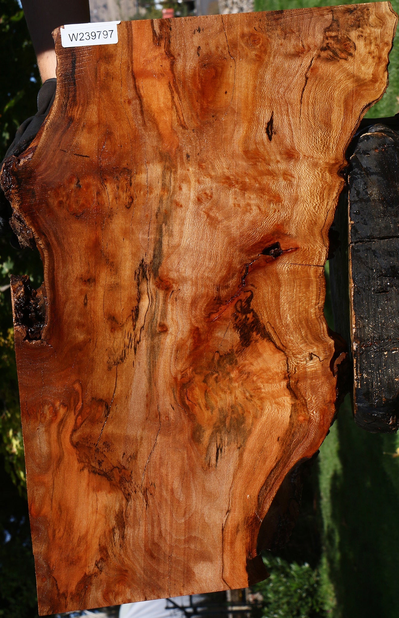 Figured Sycamore Live Edge Lumber