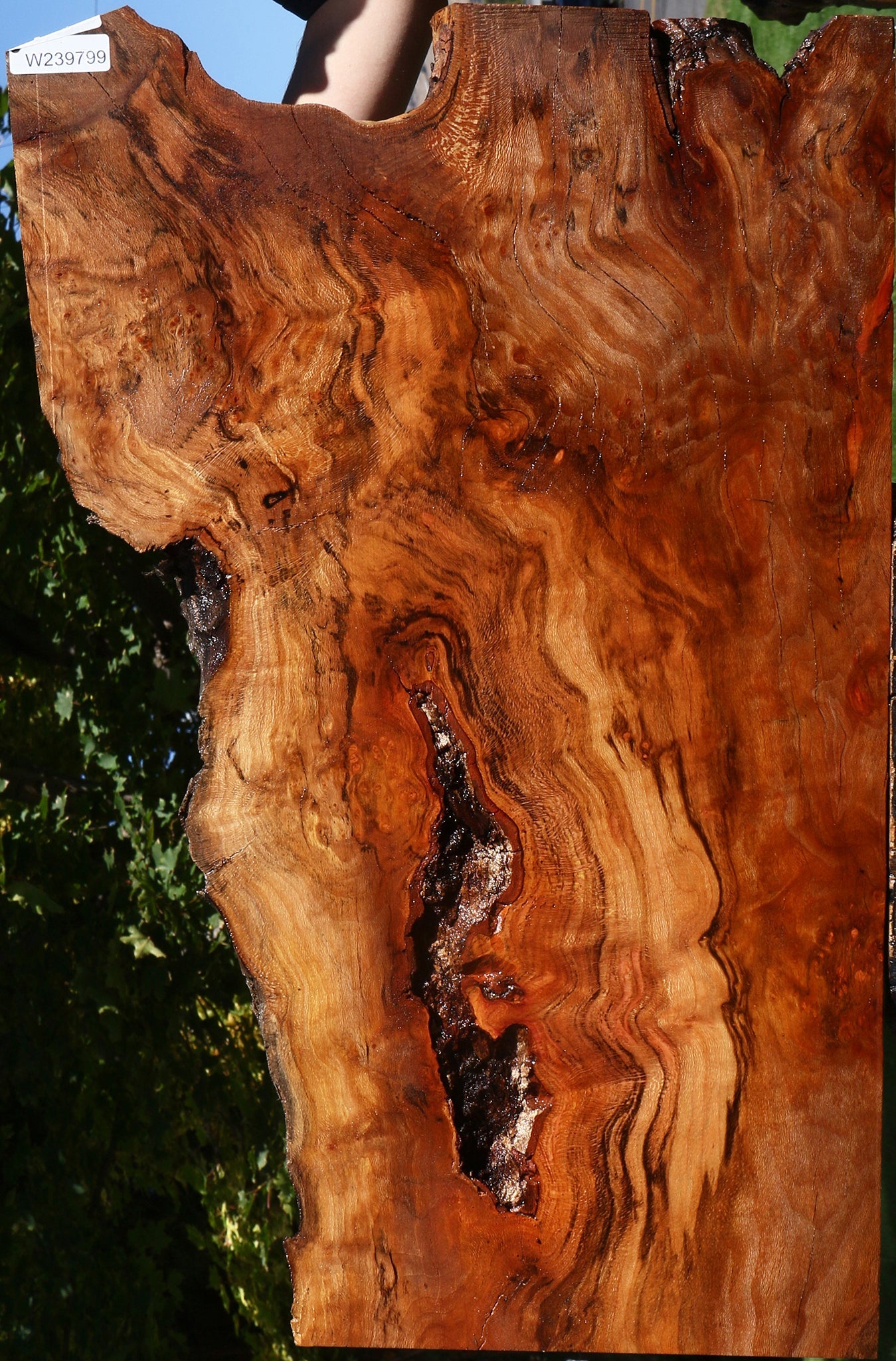 Figured Rustic Sycamore Live Edge Mini Slab