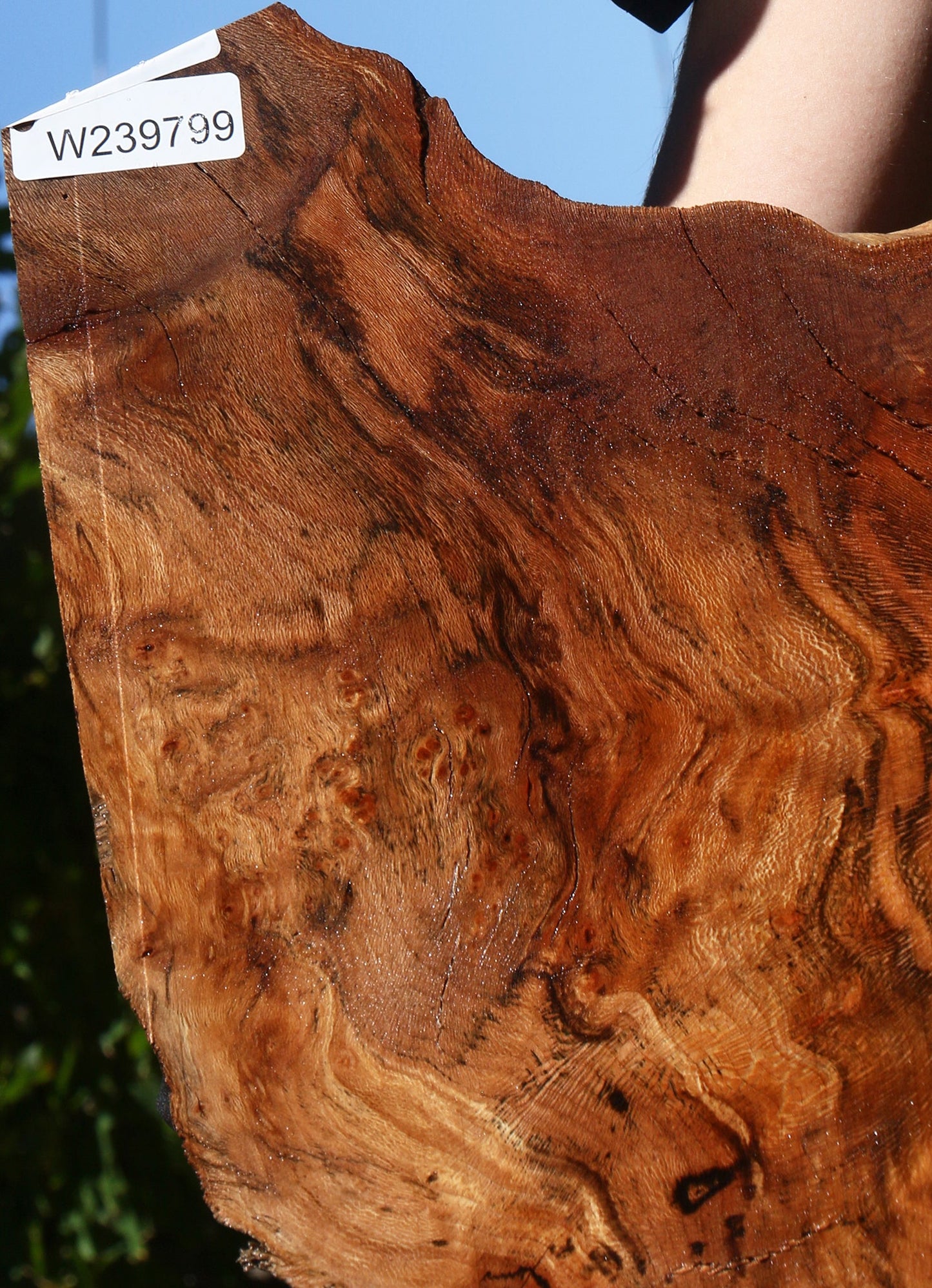 Figured Rustic Sycamore Live Edge Mini Slab