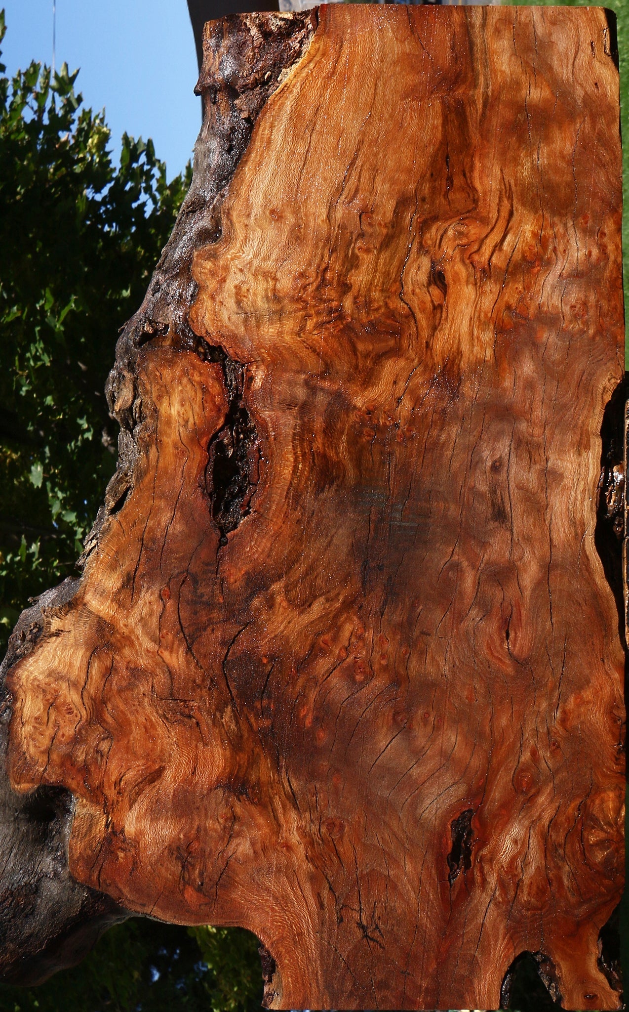 Figured Rustic Sycamore Live Edge Mini Slab