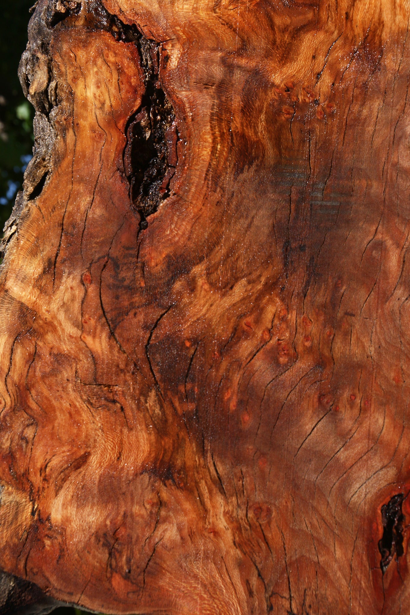 Figured Rustic Sycamore Live Edge Mini Slab