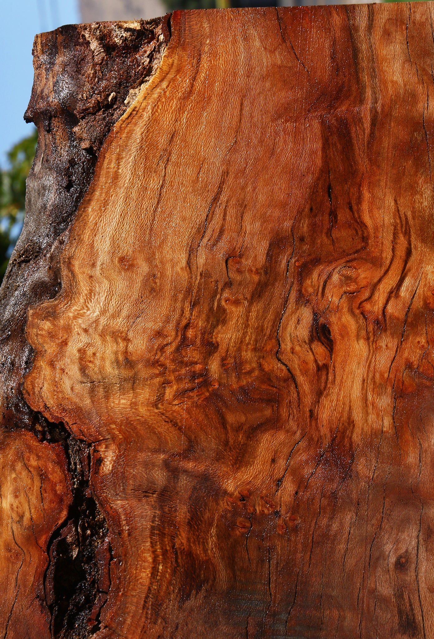 Figured Rustic Sycamore Live Edge Mini Slab