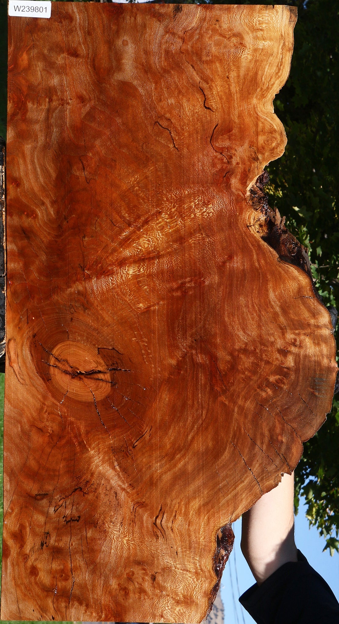 Figured Rustic Sycamore Live Edge Lumber