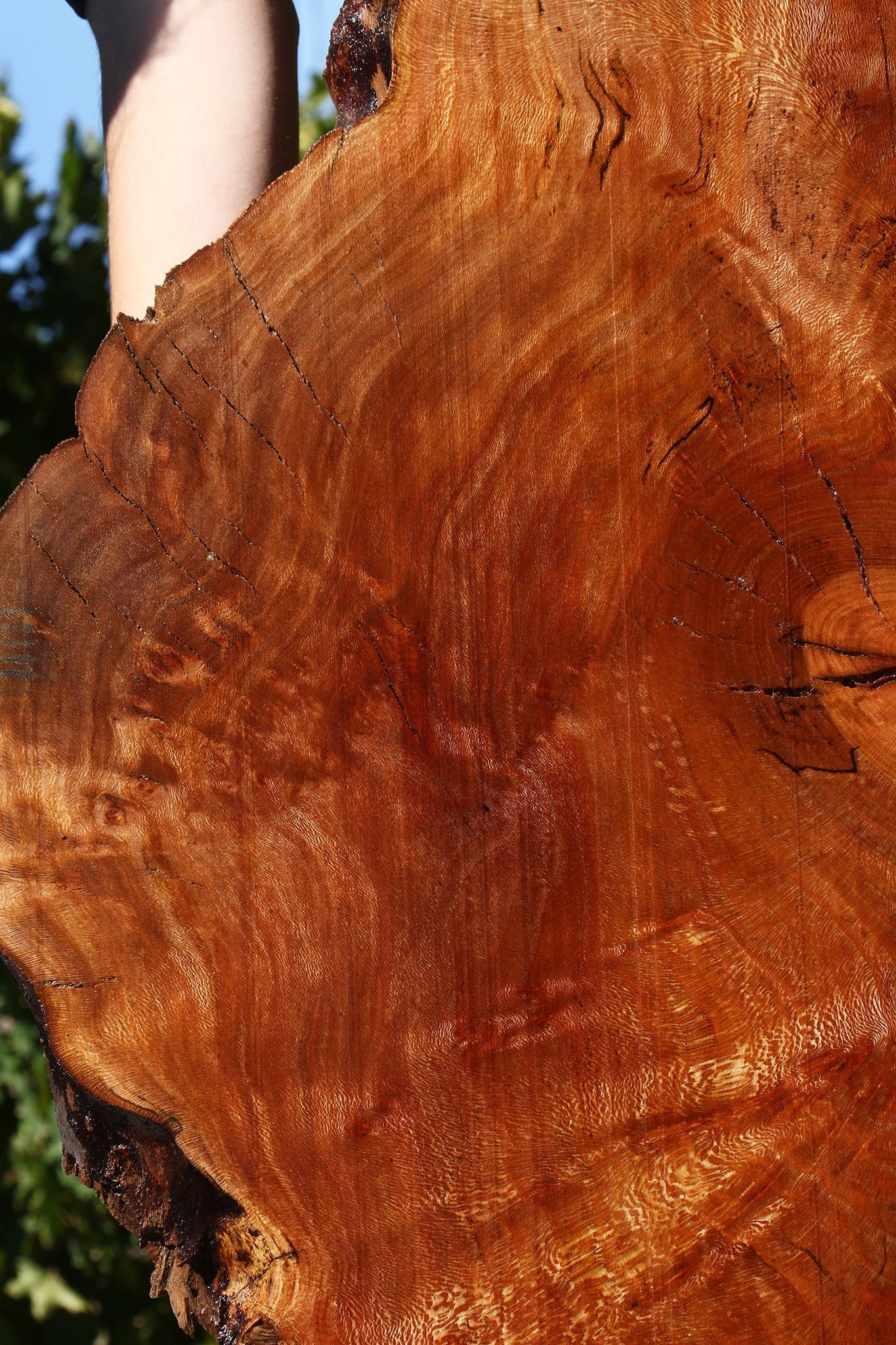 Figured Rustic Sycamore Live Edge Lumber