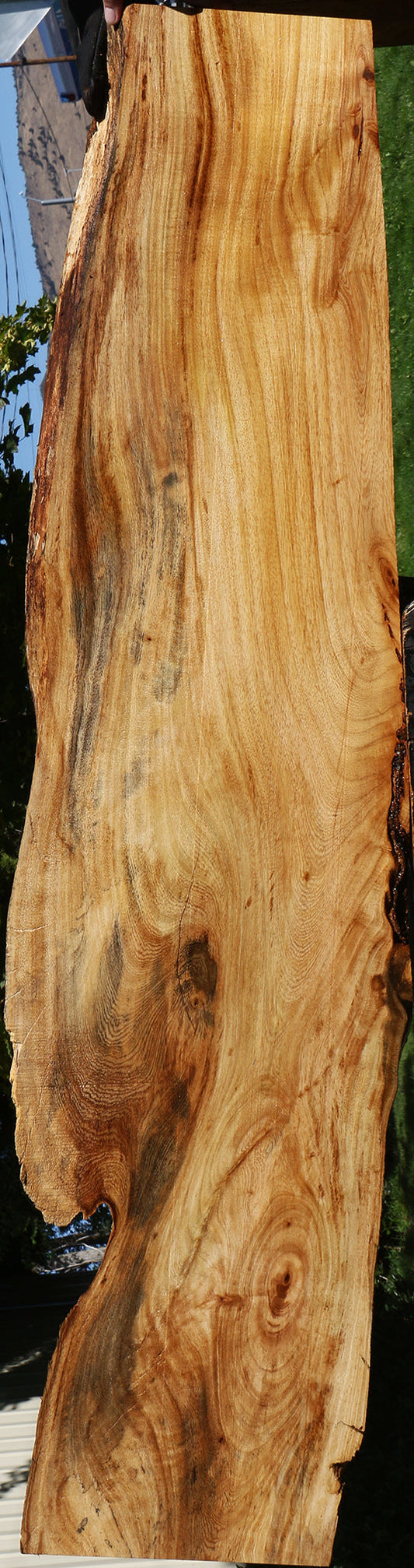 Figured Zelkova Live Edge Lumber