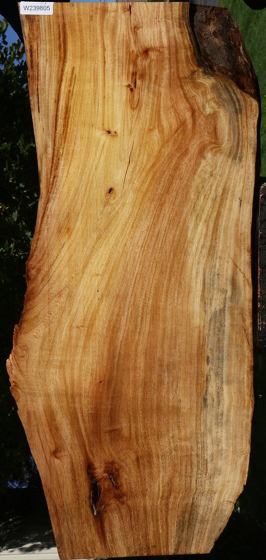 Figured Zelkova Live Edge Lumber