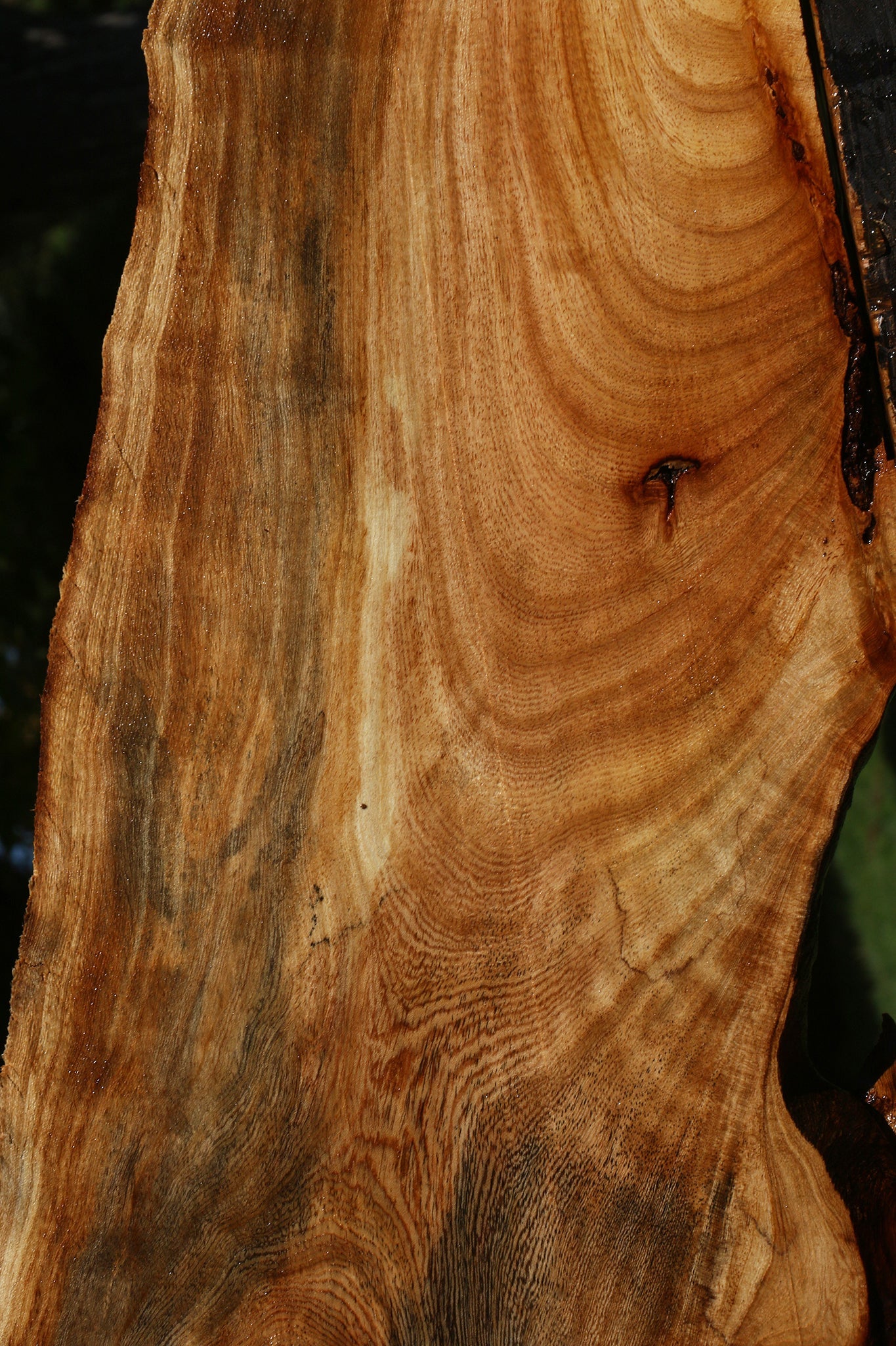 Zelkova Live Edge Lumber – Cook Woods