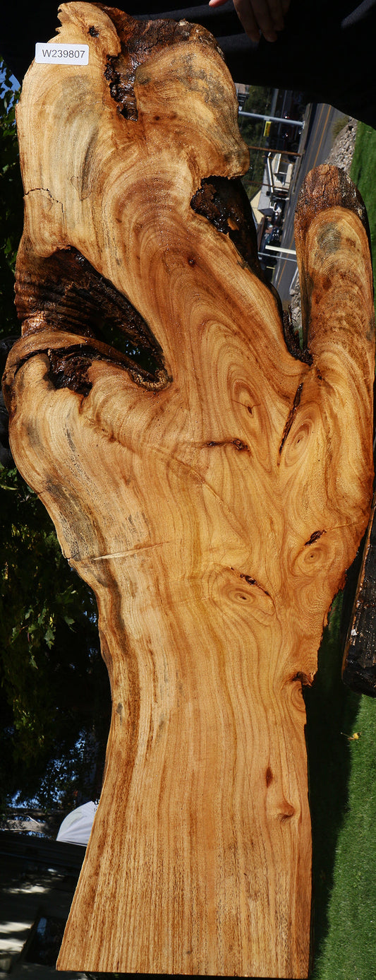 Figured Zelkova Live Edge Lumber