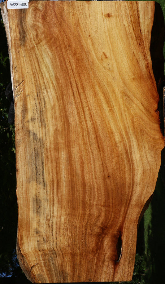 Figured Zelkova Live Edge Mini Slab