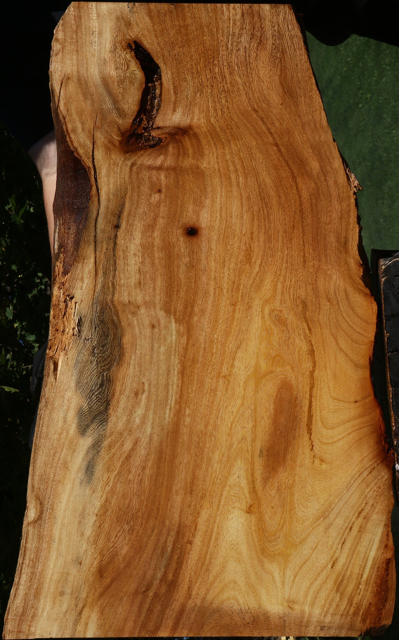 Figured Zelkova Live Edge Mini Slab