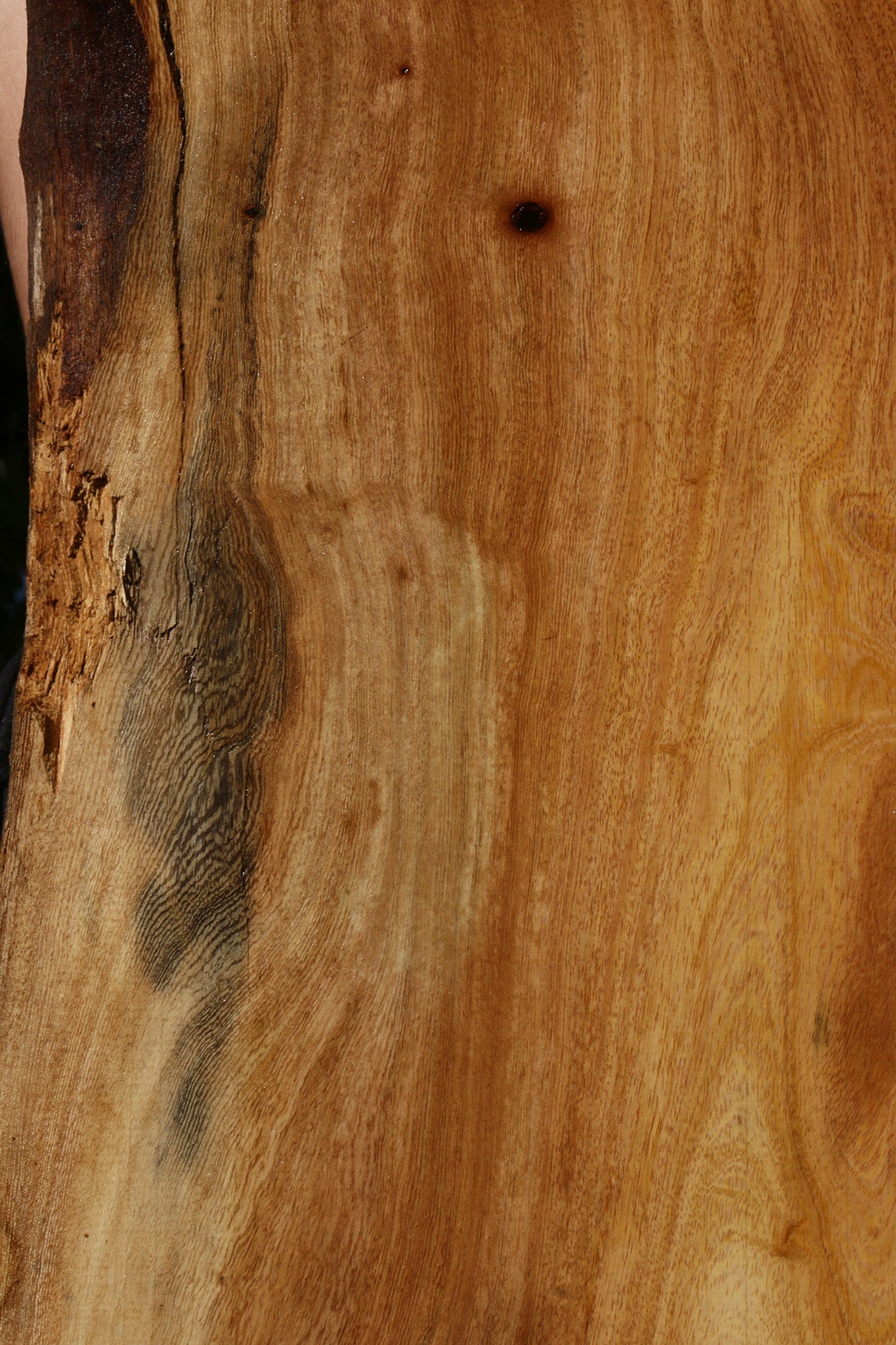 Figured Zelkova Live Edge Mini Slab