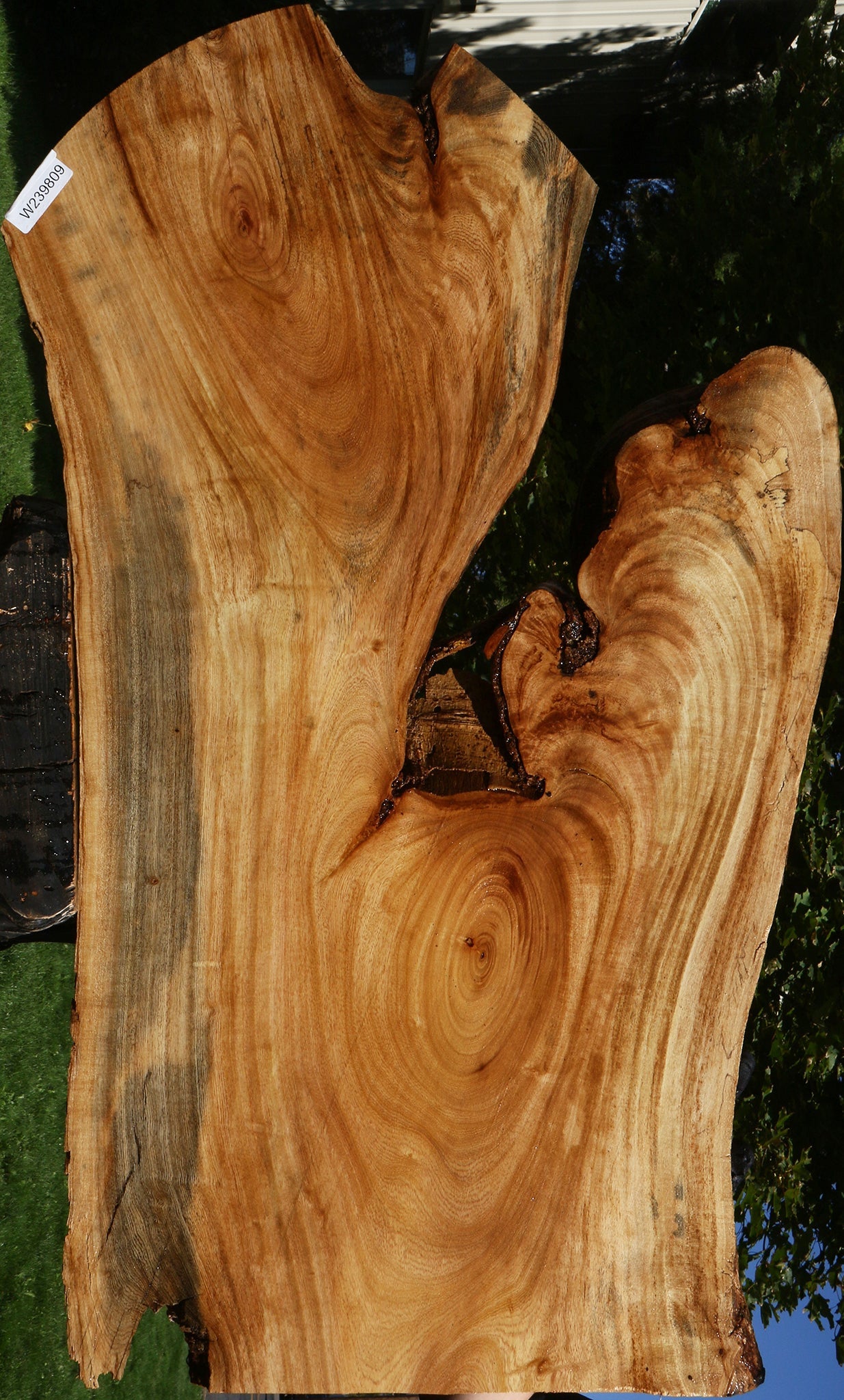 Figured Zelkova Live Edge Lumber