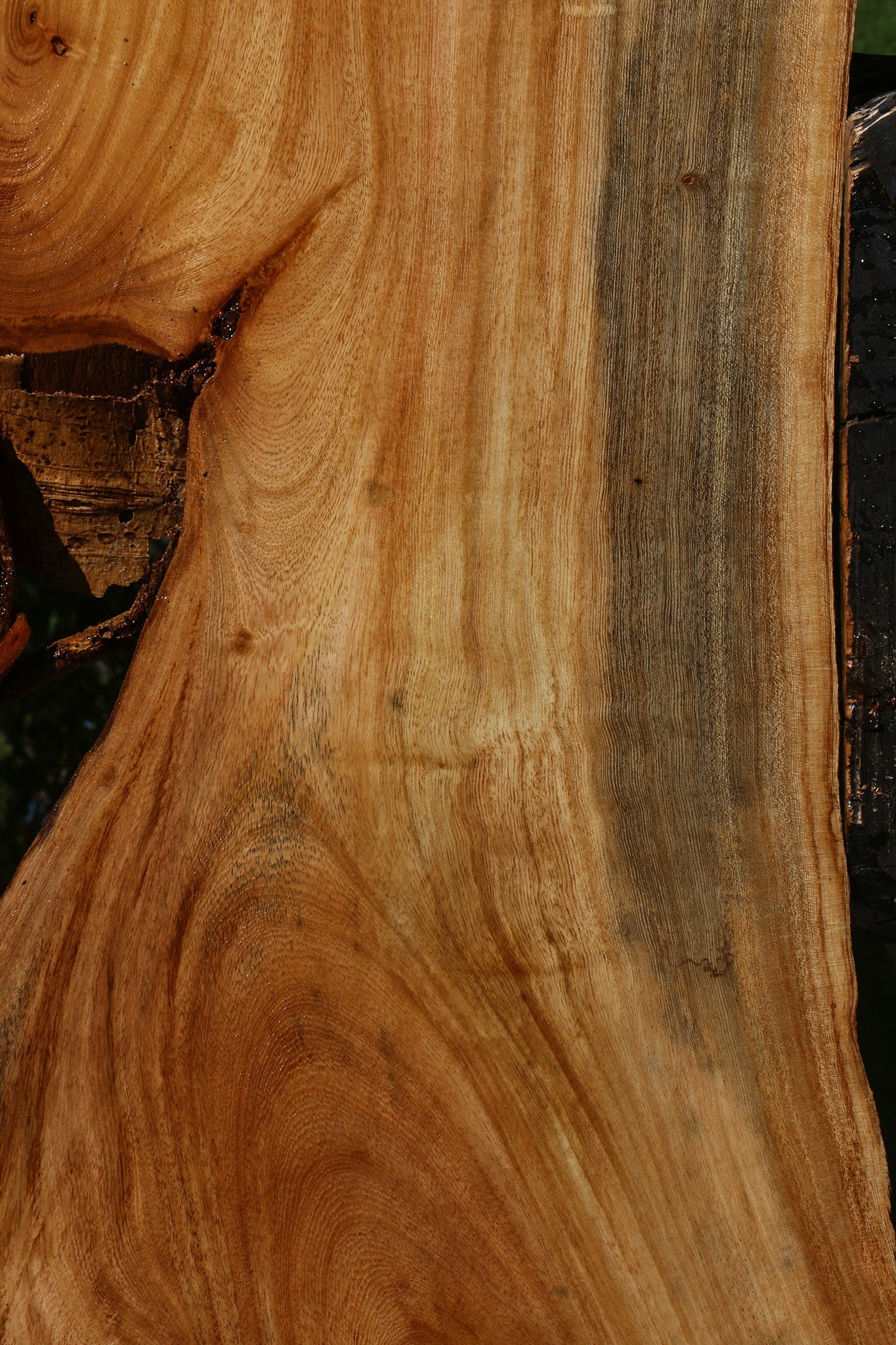 Figured Zelkova Live Edge Lumber