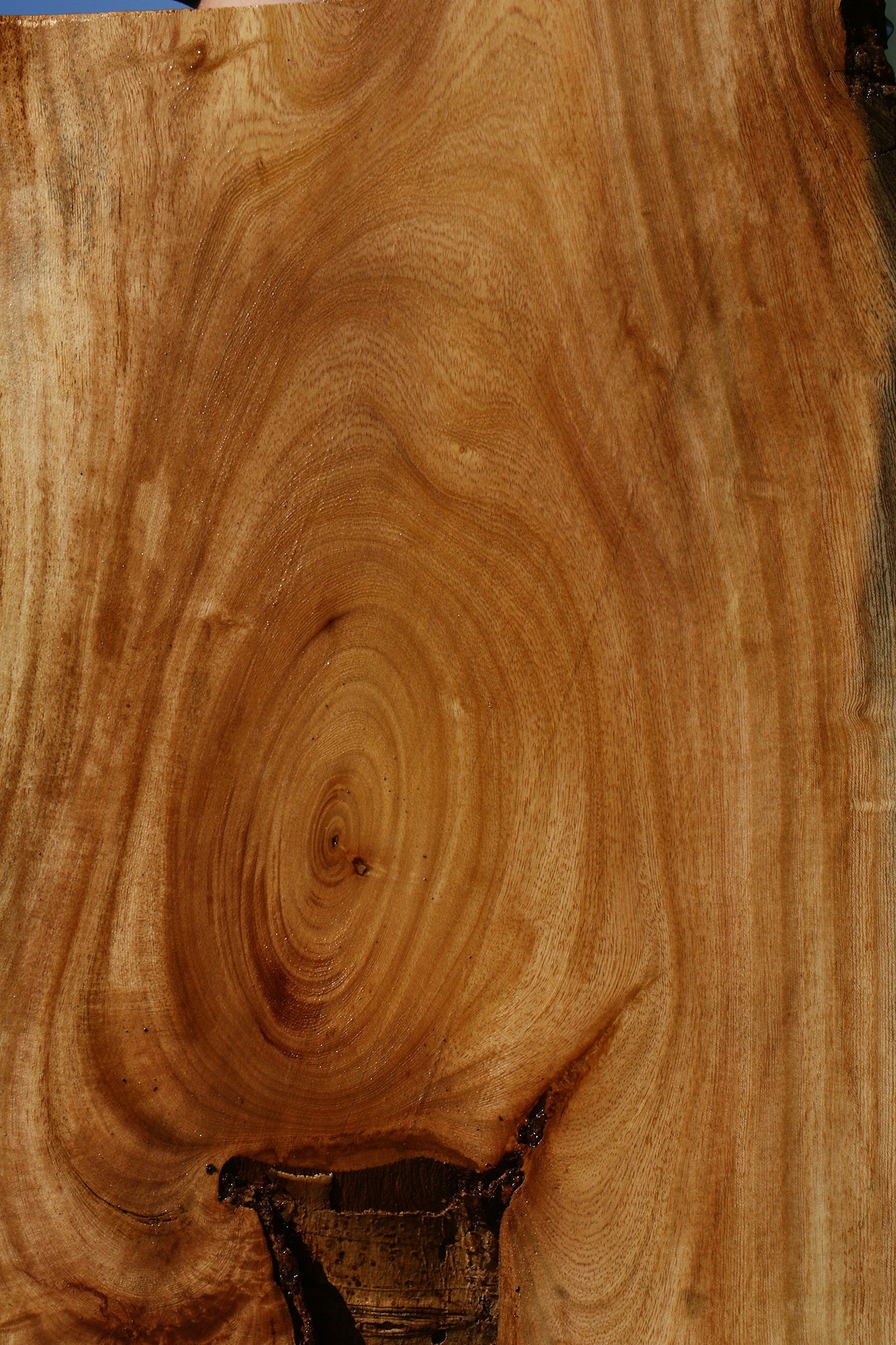 Figured Zelkova Live Edge Lumber