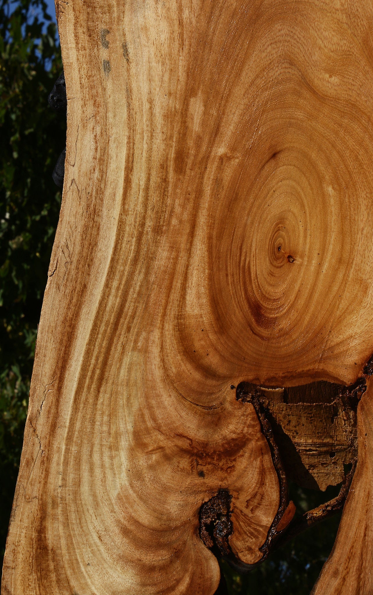Figured Zelkova Live Edge Lumber