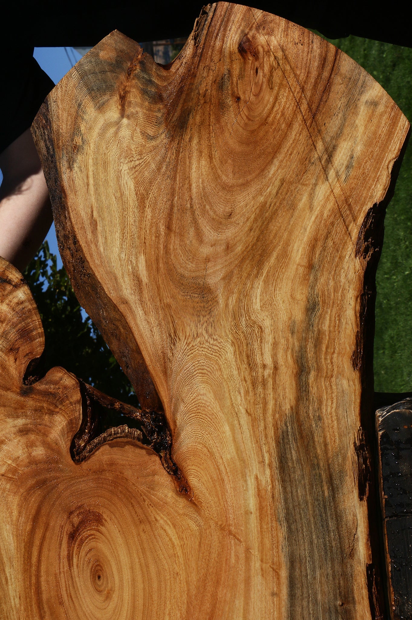 Figured Zelkova Live Edge Lumber