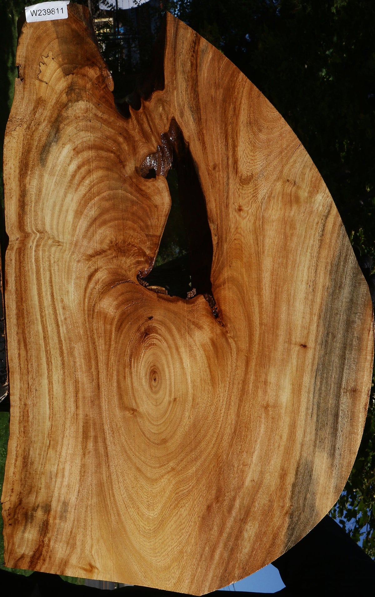 Figured Zelkova Live Edge Lumber