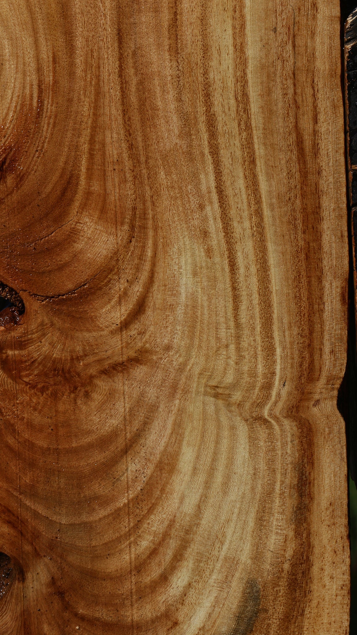 Figured Zelkova Live Edge Lumber
