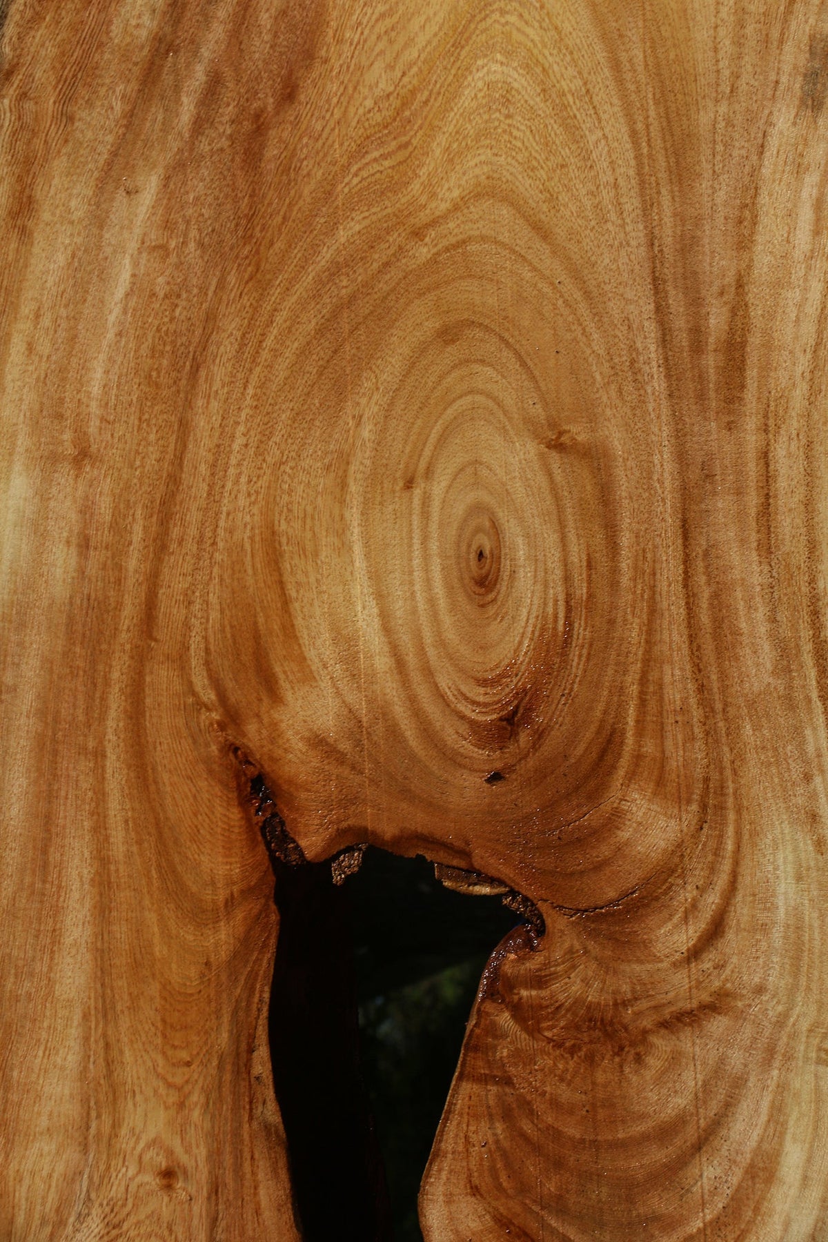 Figured Zelkova Live Edge Lumber