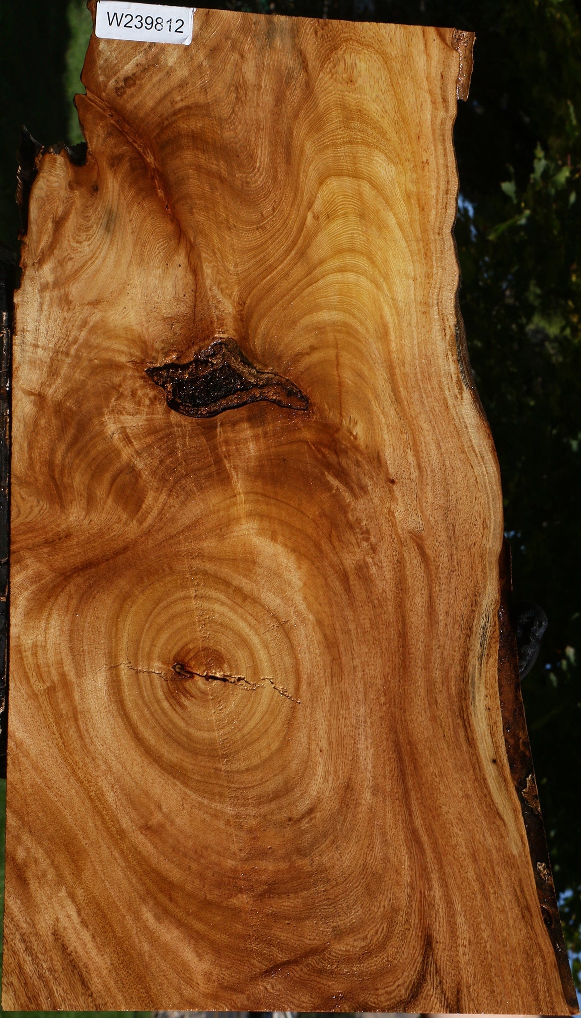 Figured Zelkova Live Edge Lumber
