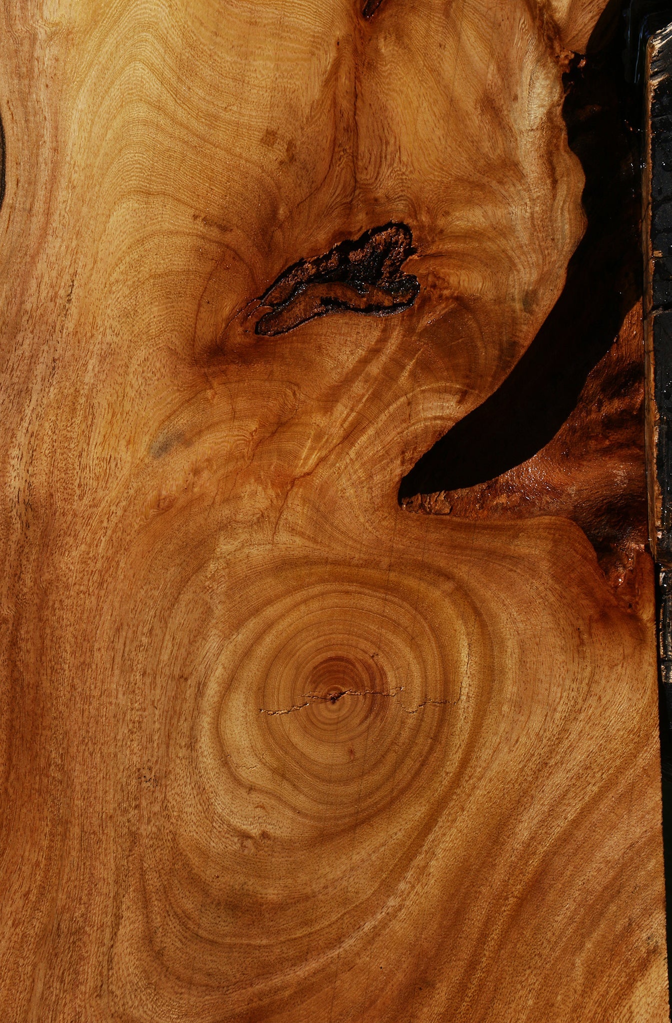Figured Zelkova Live Edge Lumber