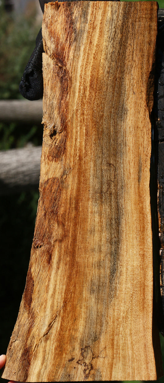 Zelkova Live Edge Lumber