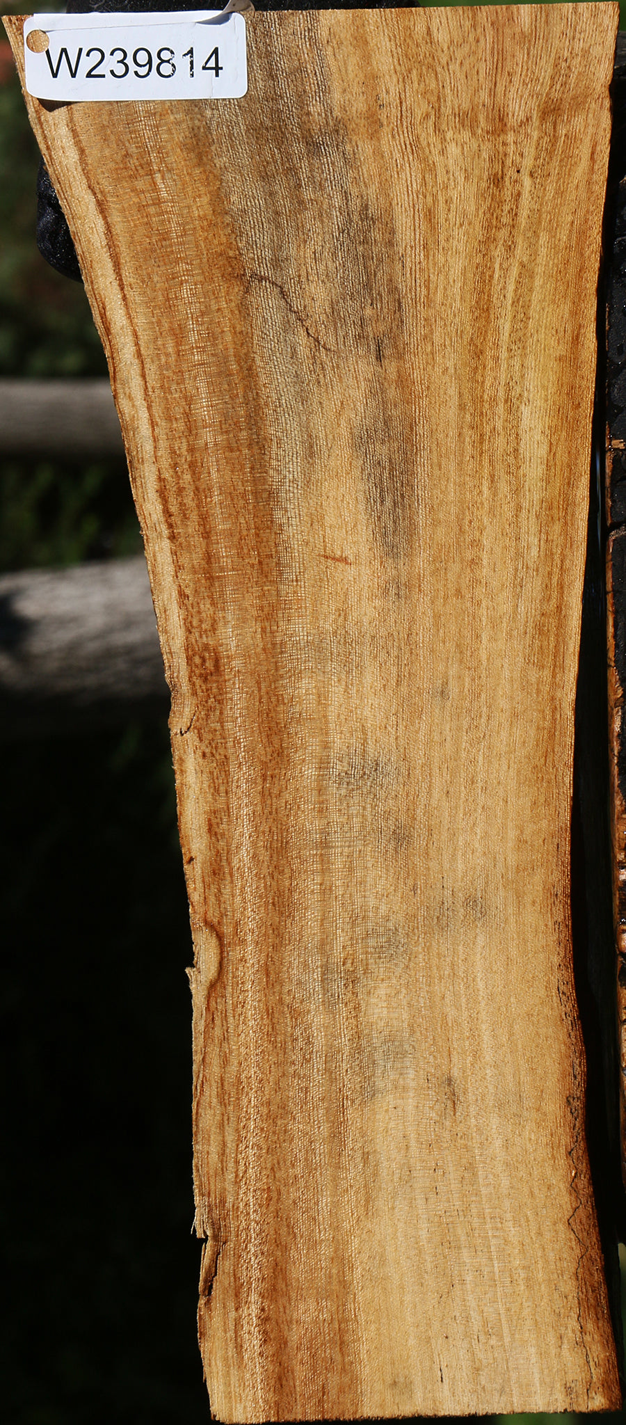Zelkova Live Edge Lumber