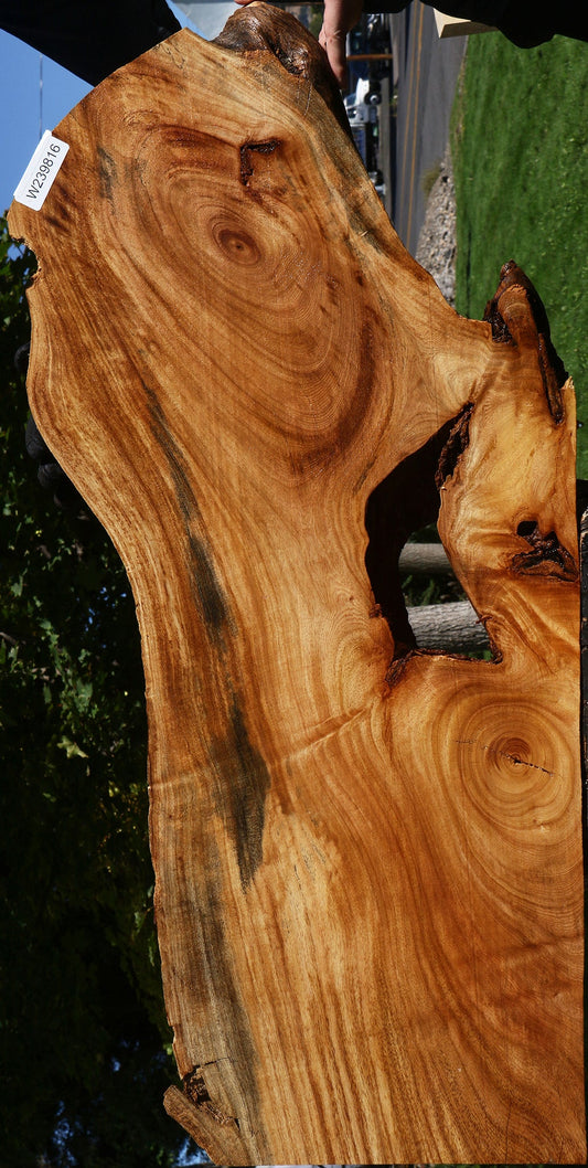 Zelkova Live Edge Lumber