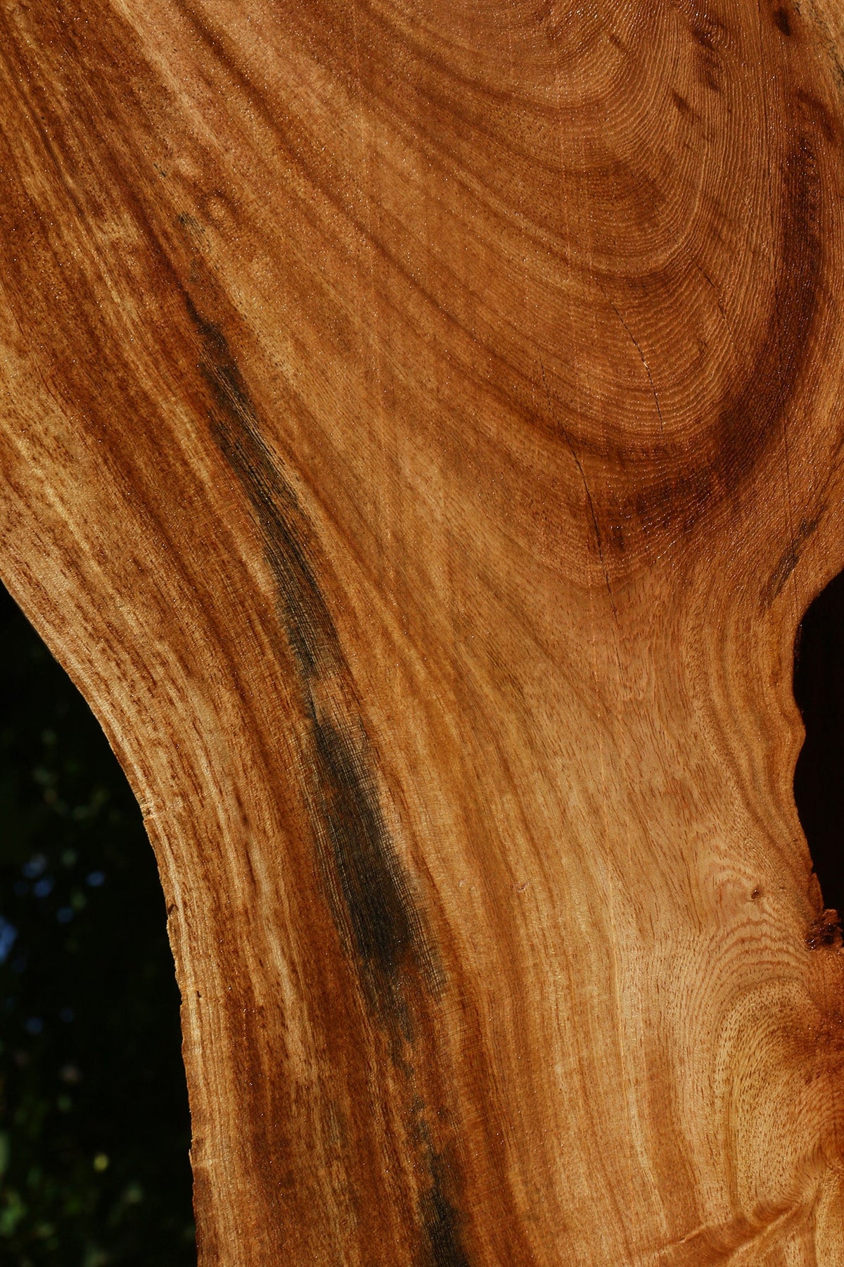 Zelkova Live Edge Lumber
