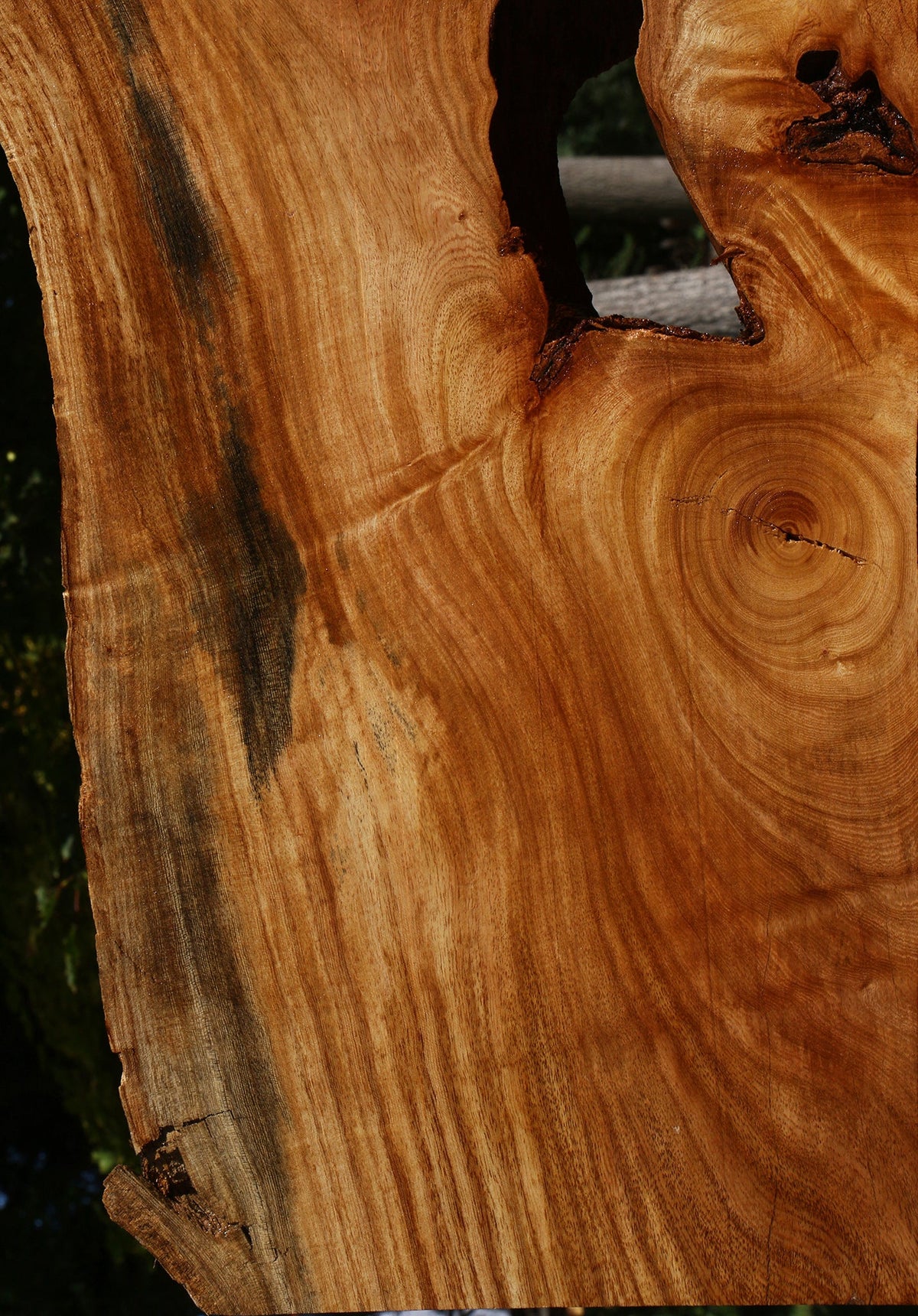 Zelkova Live Edge Lumber