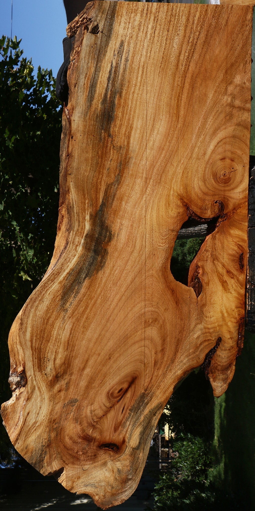 Zelkova Live Edge Lumber