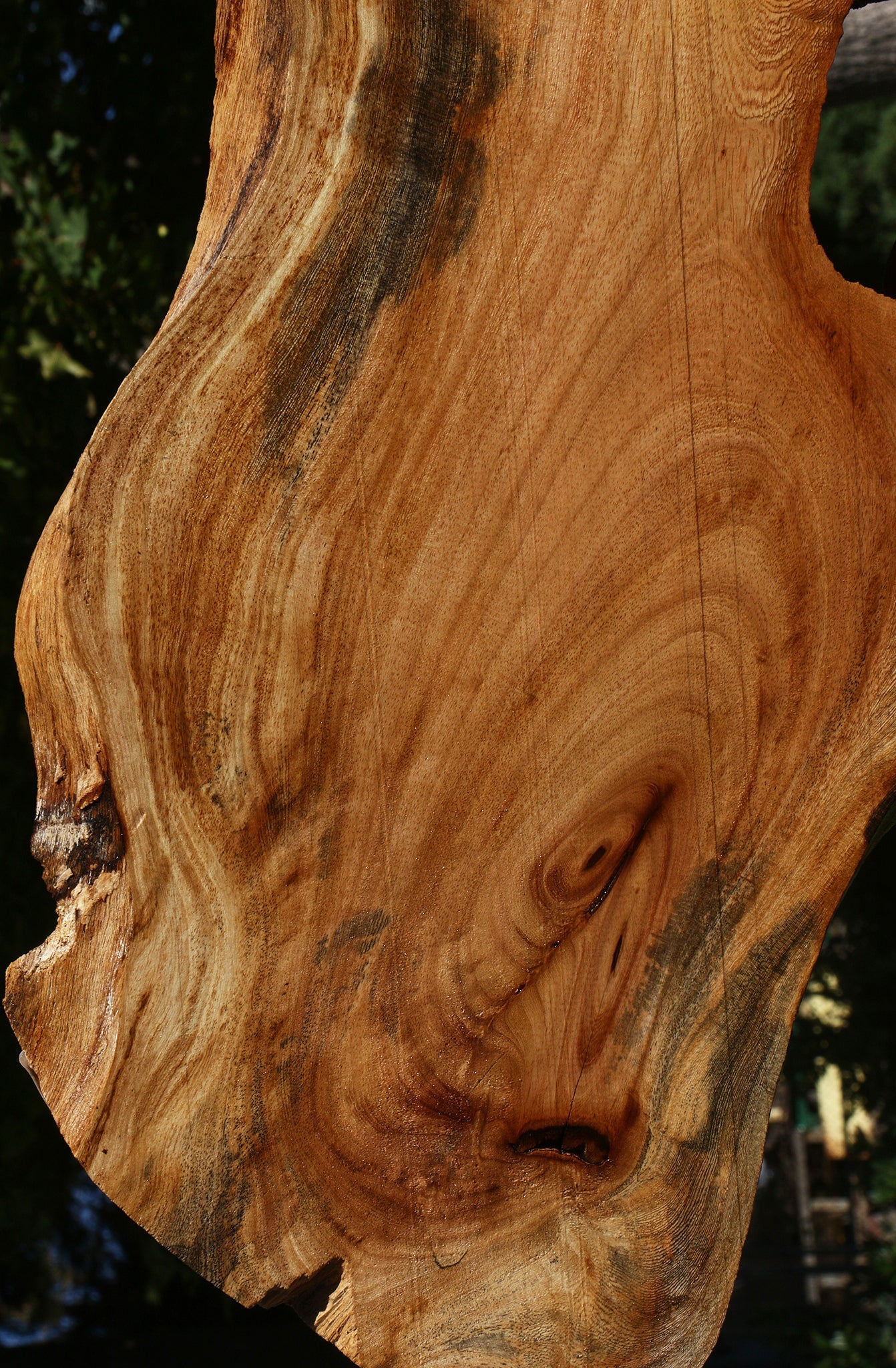 Zelkova Live Edge Lumber – Cook Woods