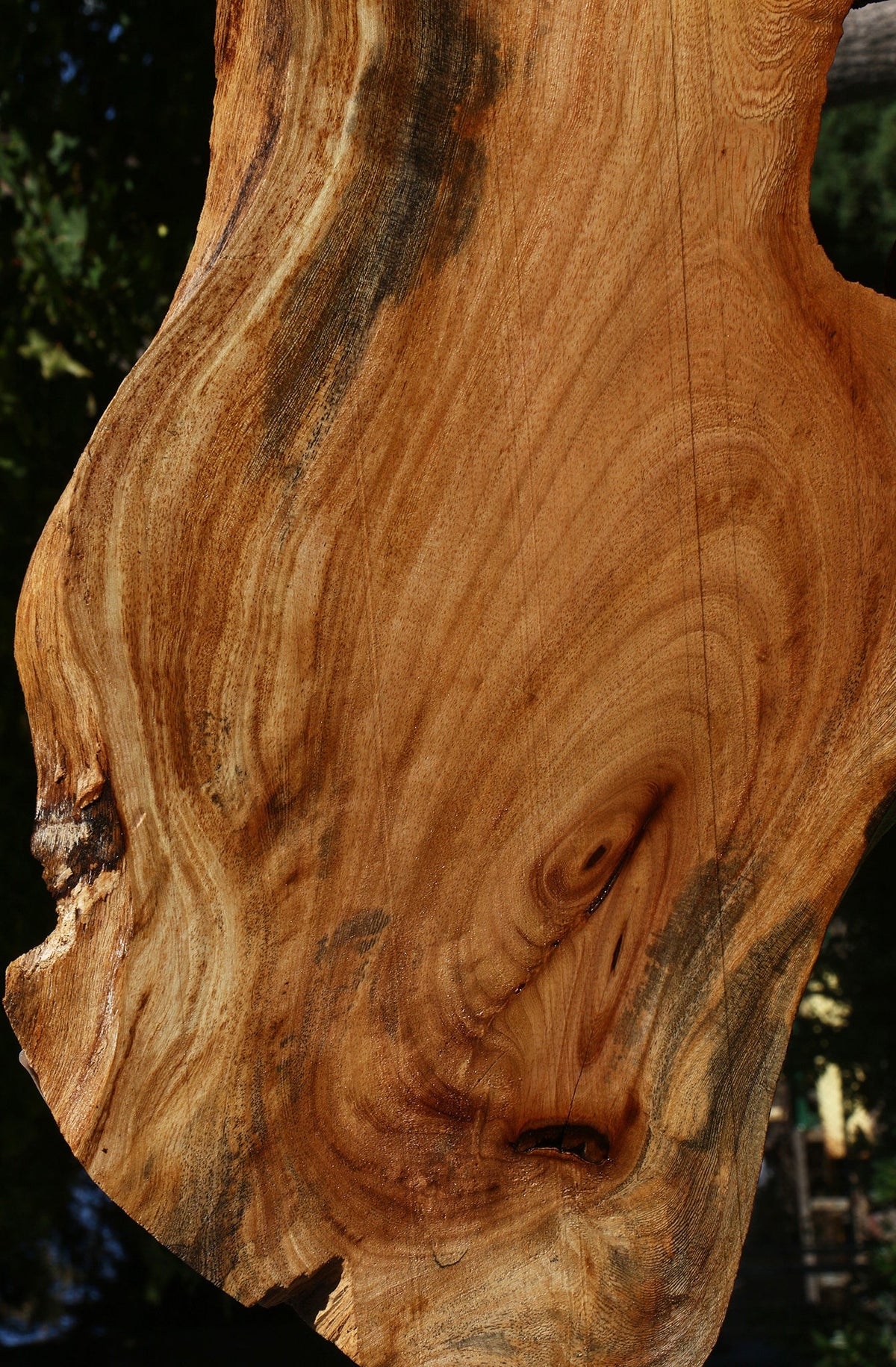 Zelkova Live Edge Lumber