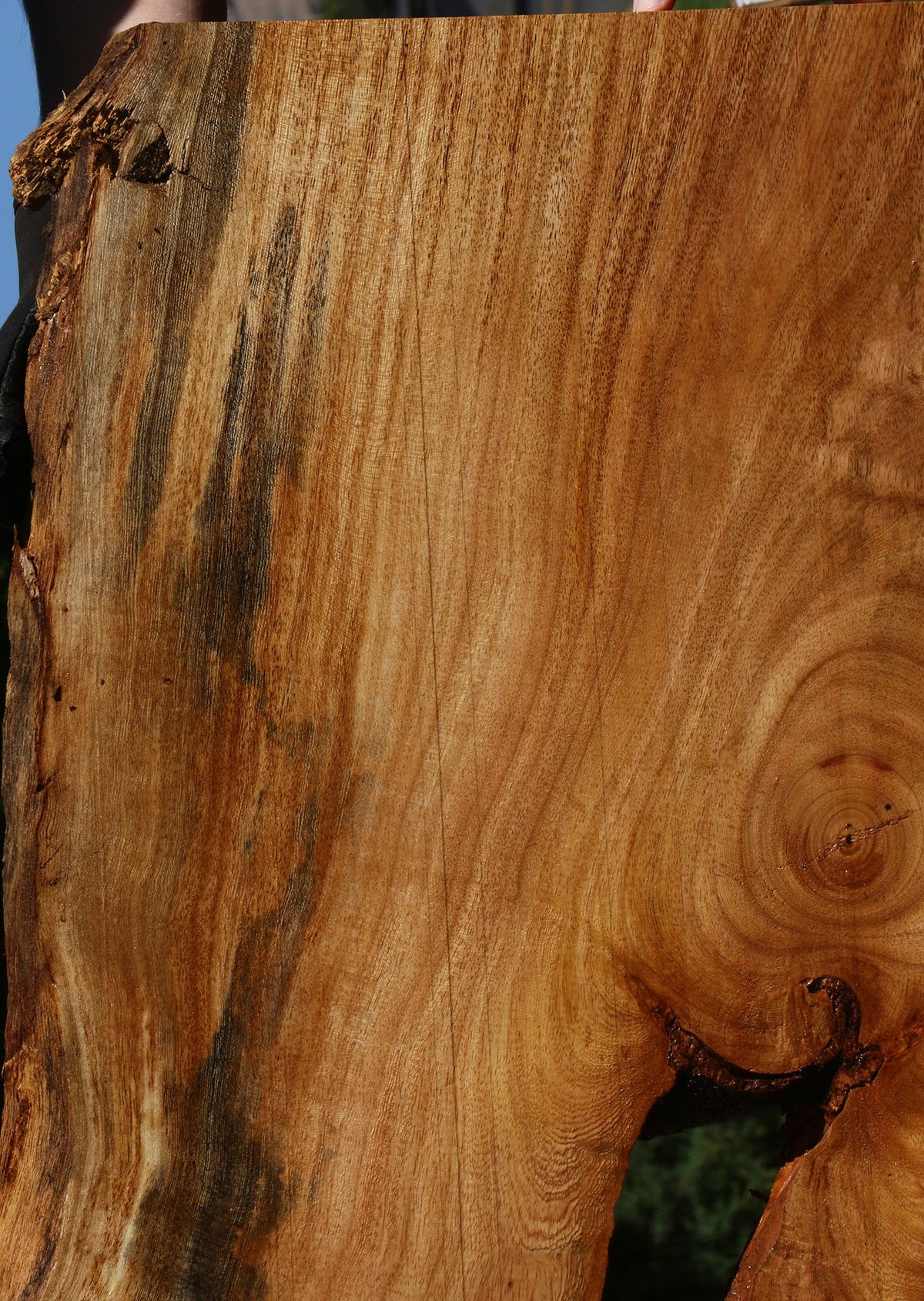 Zelkova Live Edge Lumber
