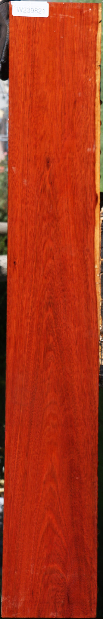 Bloodwood Lumber