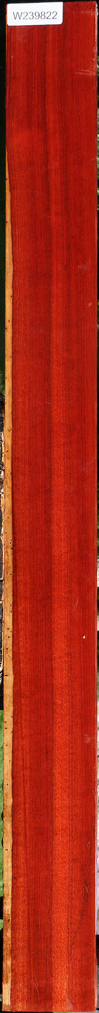 Figured Rustic Bloodwood Lumber