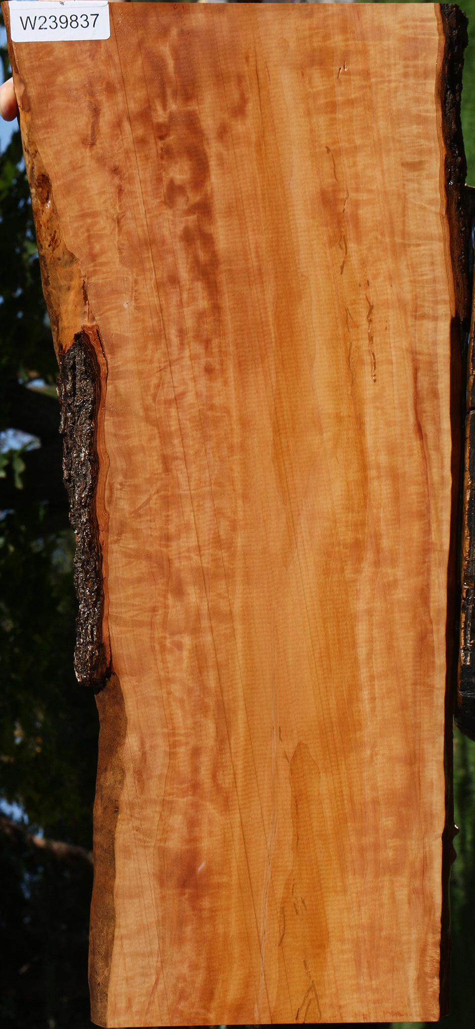 Extra Fancy Swiss Pear Live Edge Lumber