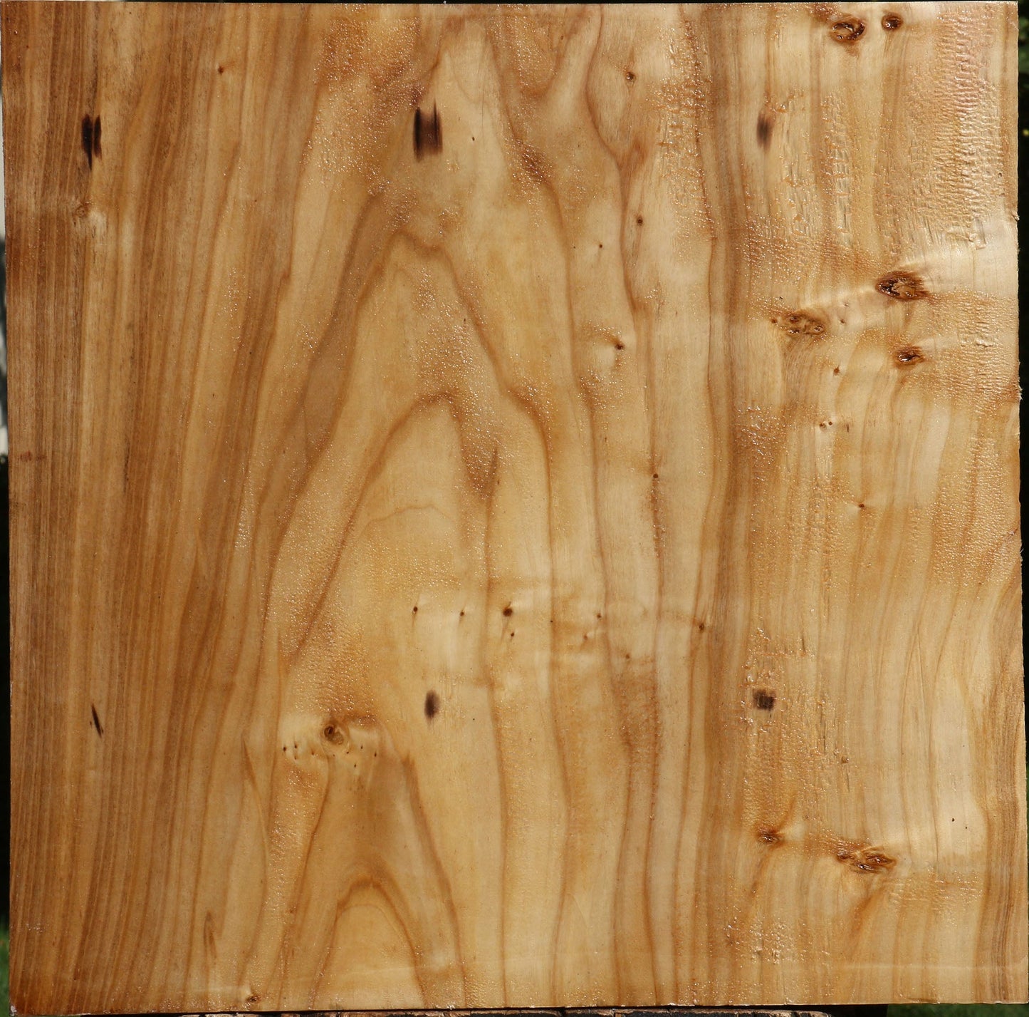 Silver Poplar Bowl Blank