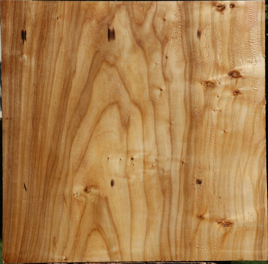 Silver Poplar Bowl Blank