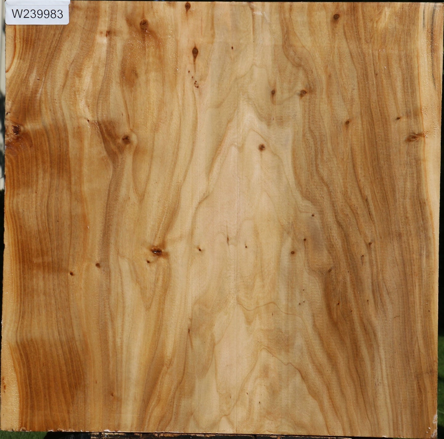 Silver Poplar Bowl Blank