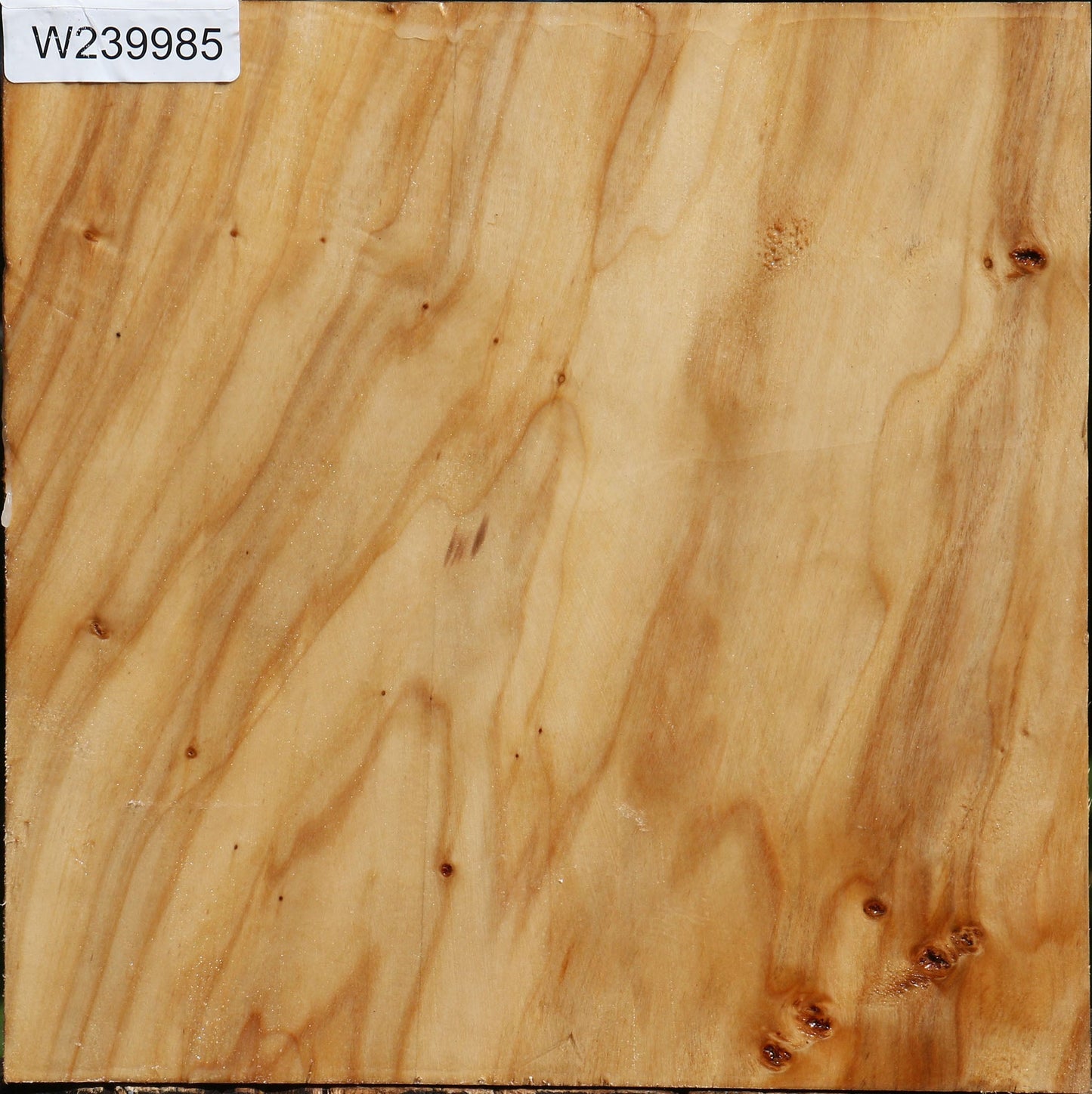 Figured Silver Poplar Bowl Blank