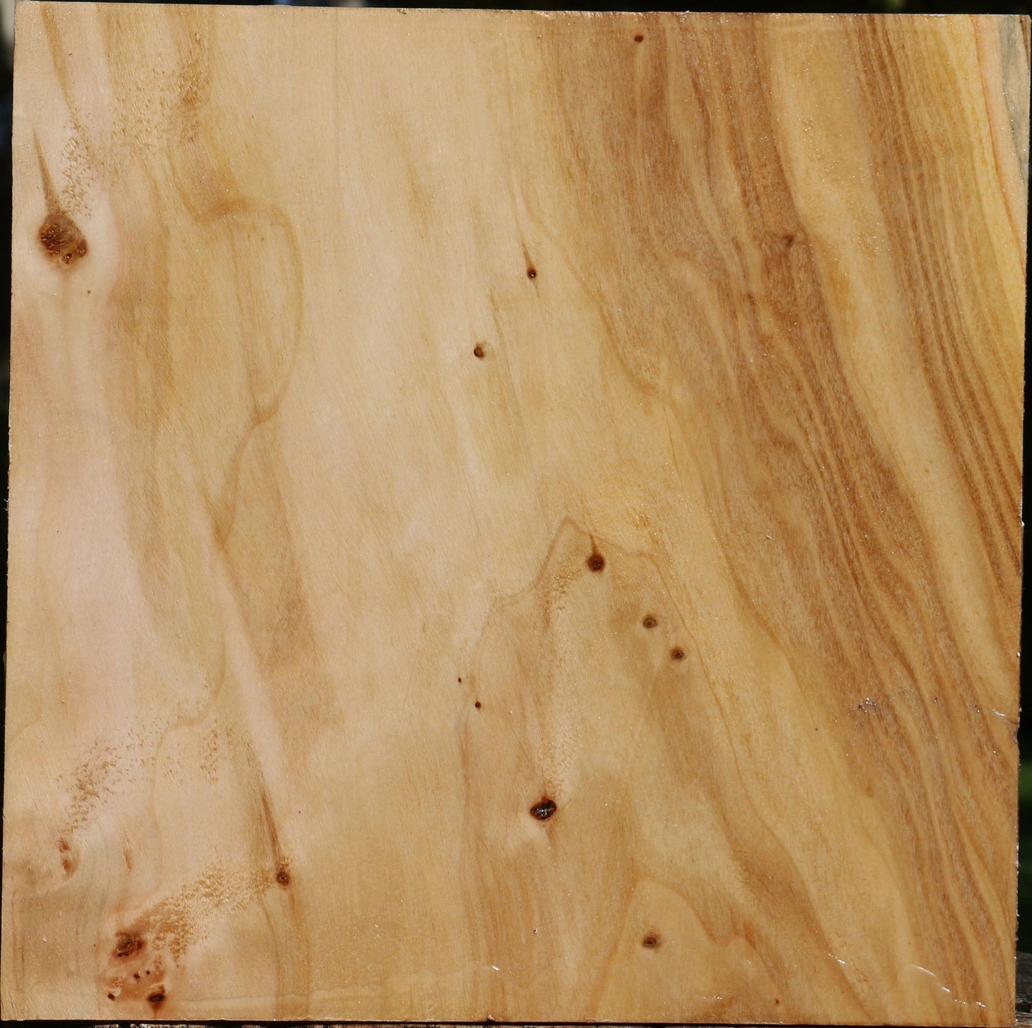 Figured Silver Poplar Bowl Blank