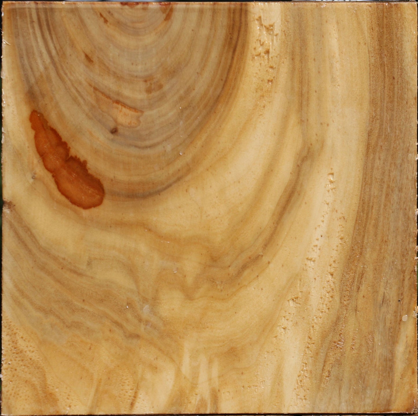 Silver Poplar Bowl Blank