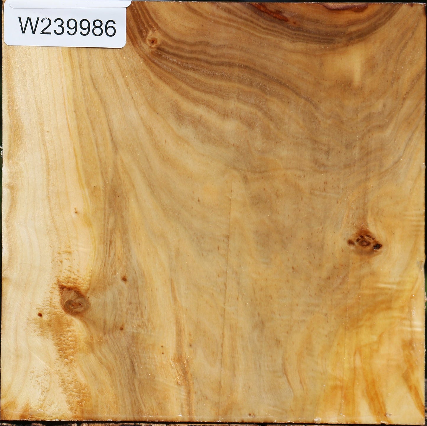 Silver Poplar Bowl Blank