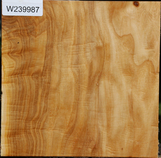 Extra Fancy Silver Poplar Bowl Blank