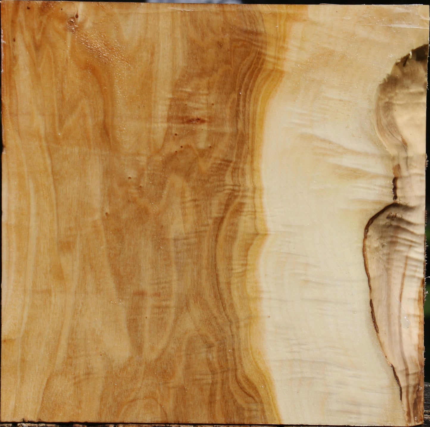 Extra Fancy Silver Poplar Bowl Blank